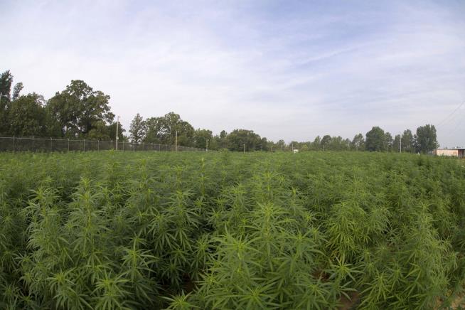 Feds Growing Largest Marijuana Crop in 5 Years