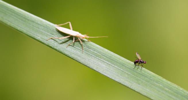 Insects Feel Chronic Pain After Injury: Research