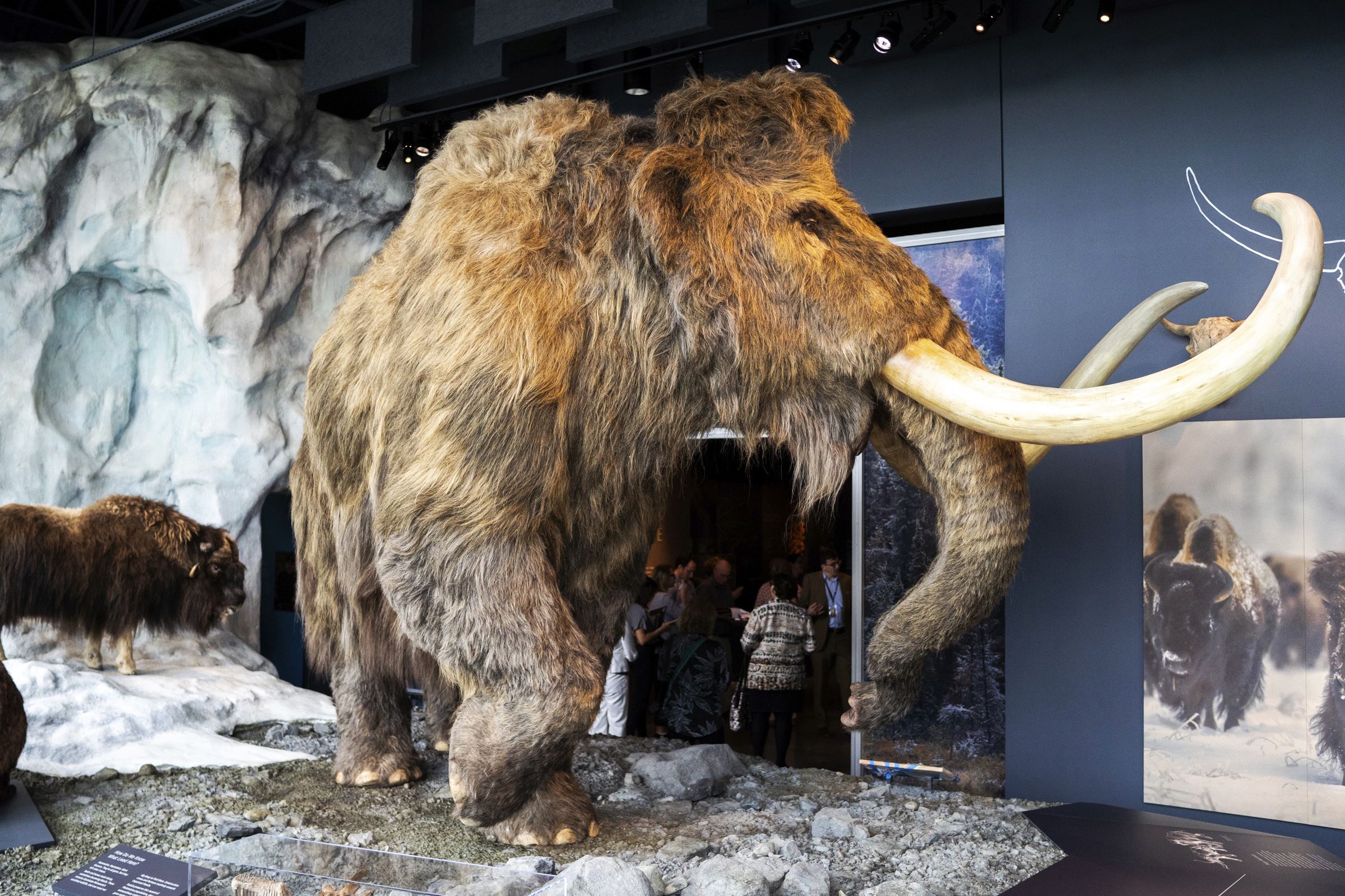 Why The Extinct Mammoth Could Become Endangered Newser - 