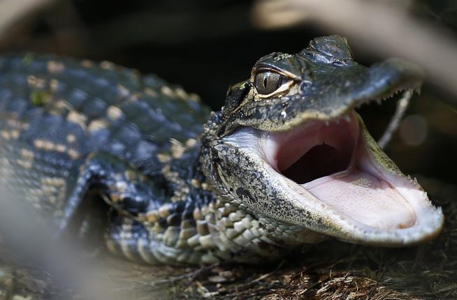 Tennessee Cops: Don't Create 'Meth-Gators'