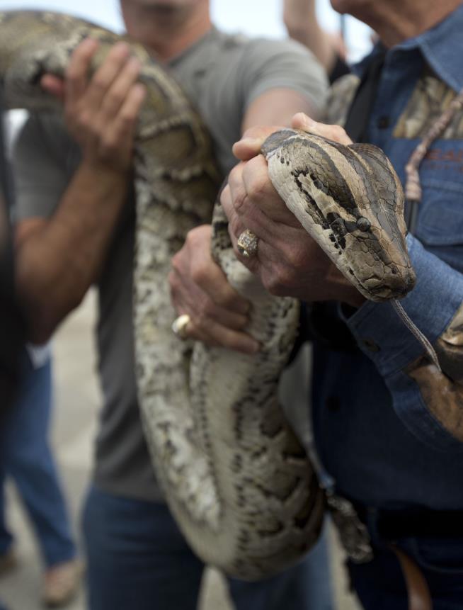 Wildlife Workers Have Clever Way to Find Florida Pythons