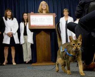 This Just Became First US State to Ban Declawing