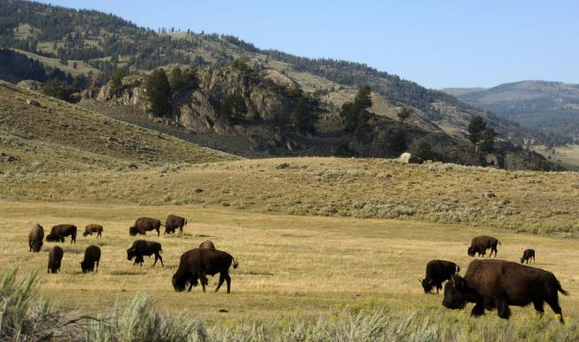 Yellowstone Bison Tosses Girl, 9, in the Air