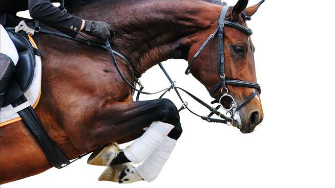 Preeminent Equestrian Coach Banned for Life After Probe