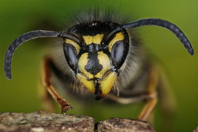 He Escaped the Cops. The Wasps Were Another Story