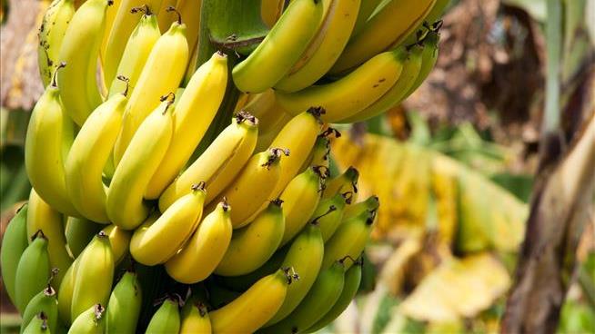 The Planet's Banana Woes Are Multiplying