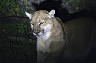 In Cougar Attack, Guy Saves Own Skin With Dull Pocketknife