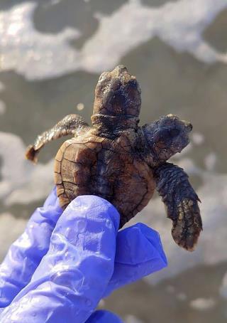 Group Finds 2-Headed Baby Turtle