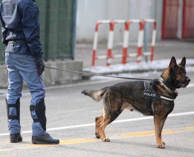 Bomb-Sniffing Dogs Sent to Mideast 'Lost the Will to Work'