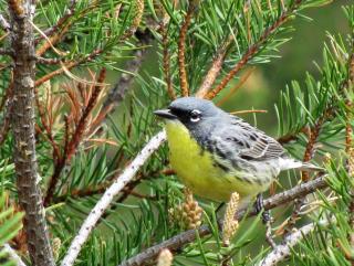 Bird Population Has Plunged in North America