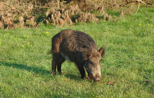 Son Accidentally Kills Father During Boar Hunt