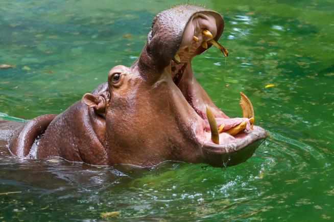 Hungry Hippo Eats Watermelon for Gender Reveal Party