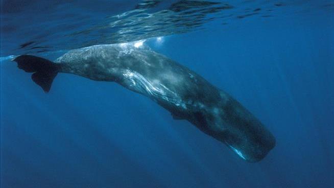 What's a Whale Worth? More Than You Might Think
