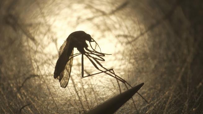 10 Person Dies From Mosquito-Borne Virus