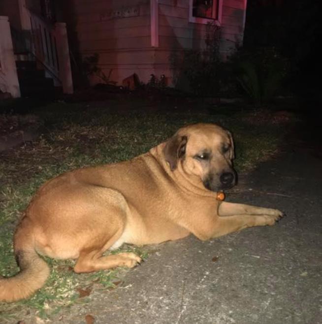 Dog Nudged Owner Awake. 'Then I Saw the Flames'