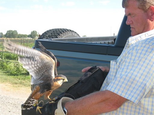 Forget Scarecrows: Falcons Keep Pesky Birds Away
