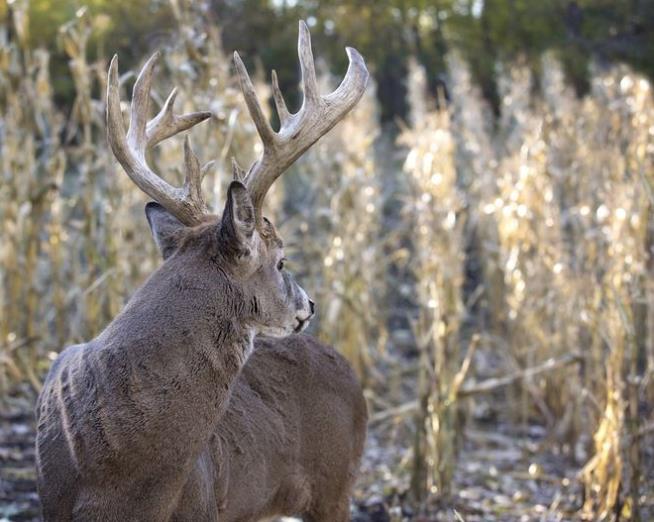 Deer Hunter Shoots His Brother by Mistake