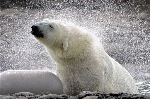 Polar Bears May Have Yet Another Worry: Sharks