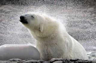 Polar Bears May Have Yet Another Worry: Sharks