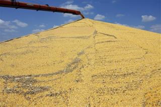 Midwest Awaits Bumper Corn Crop