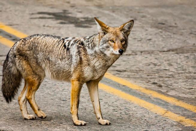 He Thought He Had Saved a Dog. It Was a Coyote