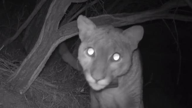 3 Mountain Lions Killed After Eating Human Remains