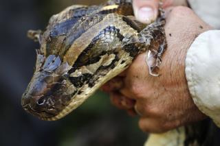 Before Miami's Super Bowl, There's the 'Python Bowl'