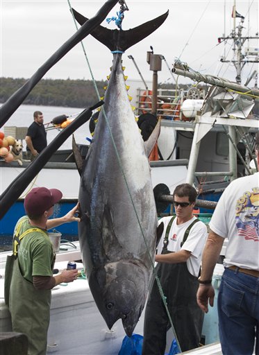 Bluefin Tuna Tricked Into Spawning