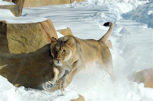 2 Weeks After Death of Mate, Lion Falls Into Zoo Moat, Dies