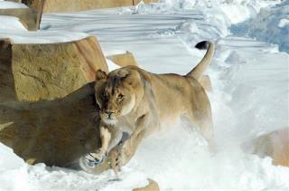 2 Weeks After Death of Mate, Lion Falls Into Zoo Moat, Dies