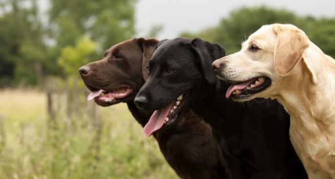 Jury Awards $400K in Dog Semen Case