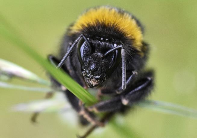 It's Getting Much Harder to See a Bumblebee