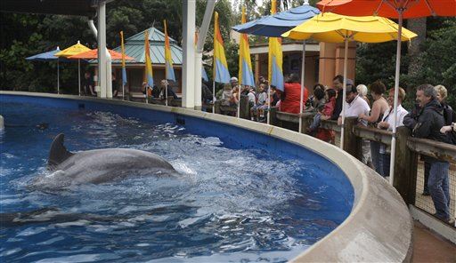 PETA Declares Victory on Dolphin Stunts