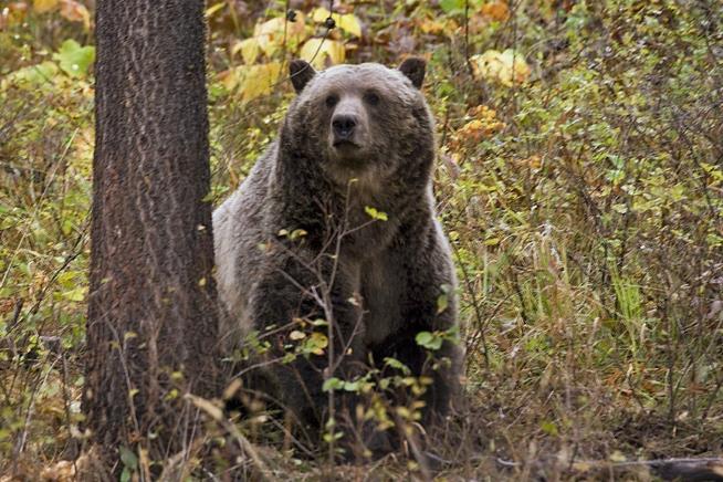 Grizzly Bears' New Deadly Foe: Trains