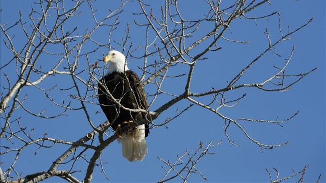 Hunters Are Unintentionally Killing Bald Eagles