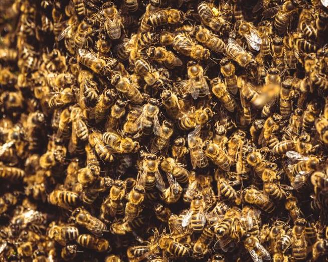 Thousands of Bees Swarm Downtown Street