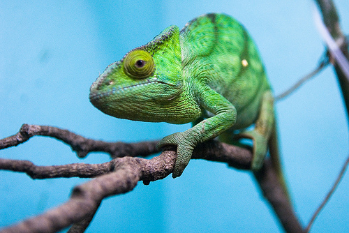 Madagascar Chameleon Has Shortest Life on 4 Legs