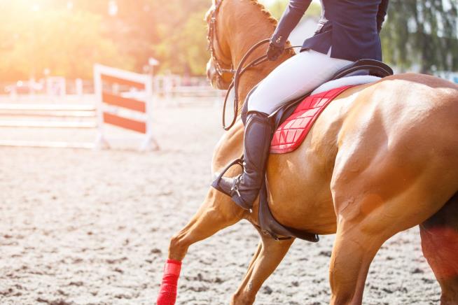 Rider and Horse Die in Devastating Equestrian Fall