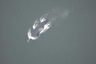 Whales Face a New Threat