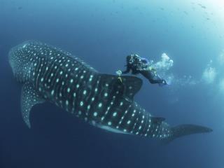 Whale Sharks' Age Revealed Thanks to Atomic Blasts