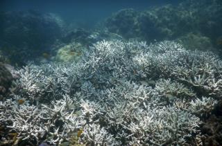 Bleaching Hits Great Barrier Reef Like Never Before