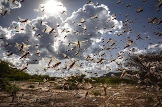 Huge Locust Swarms in Africa Are Back—and Much Bigger