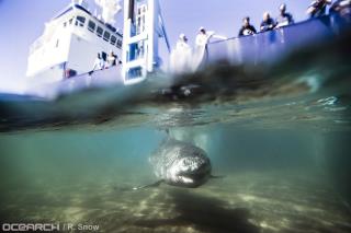 Famous Shark Waves What May Be a Last Goodbye