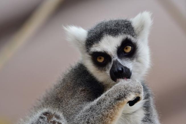 Sexy Male Lemurs Have Natural Perfume
