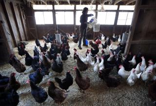 Farmer: Coronavirus Indirectly Killed 61K Chickens