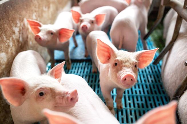 Hog Farmers Face 'Gut-Wrenching' Decision
