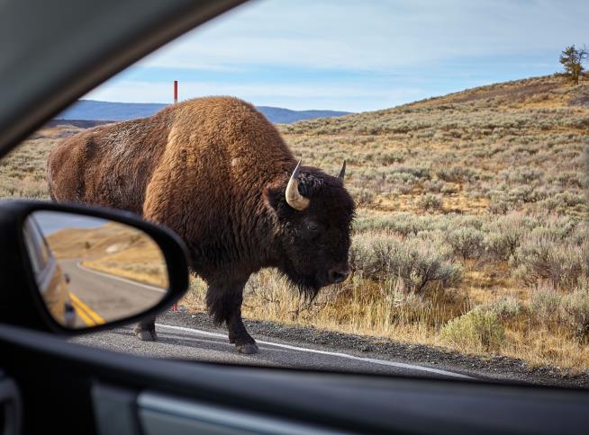 2 Days After Reopening, a Bison Attack at Yellowstone