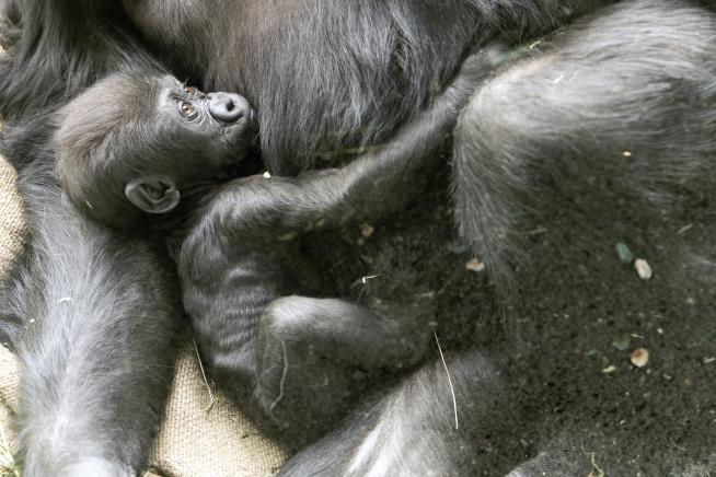 Zoo's Baby Gorilla Badly Hurt in Family Tussle