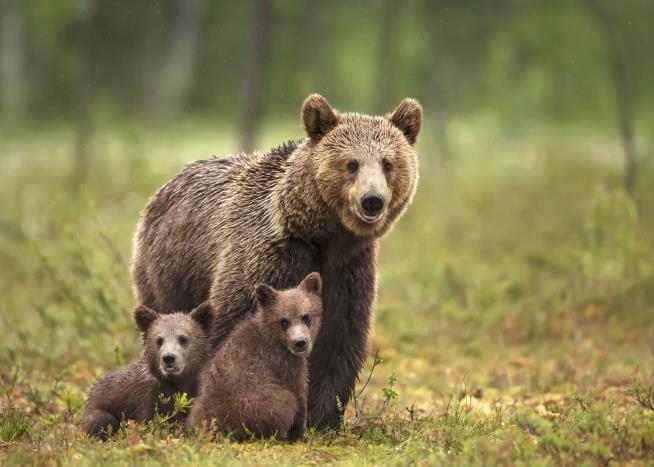 Bears Can Be Killed in Alaska Dens Under Trump Rule Change