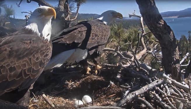 In Massachusetts, a 'Really Exciting' Bald Eagle Nest